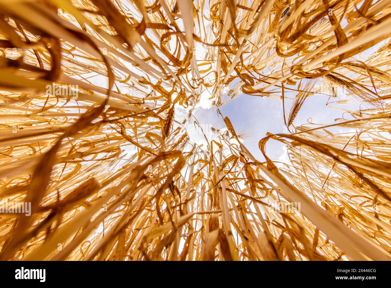 Frog's-eye view through a cornfield with Barley in front of a bright sky with clouds, Cologne, North Rhine-Westphalia, Germany Stock Photo