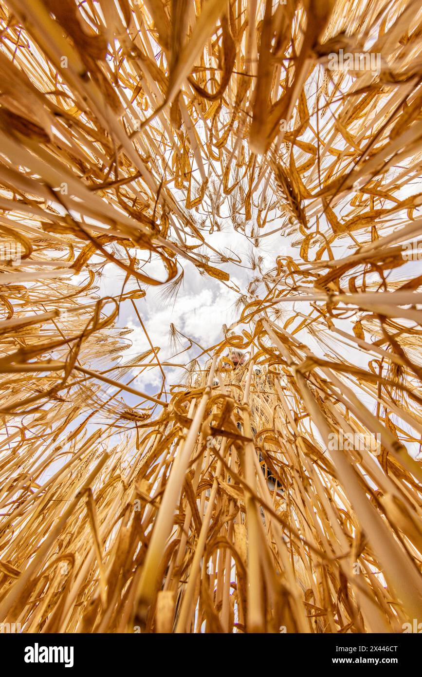 Frog's-eye view through a cornfield with Barley in front of a bright sky with clouds, Cologne, North Rhine-Westphalia, Germany Stock Photo