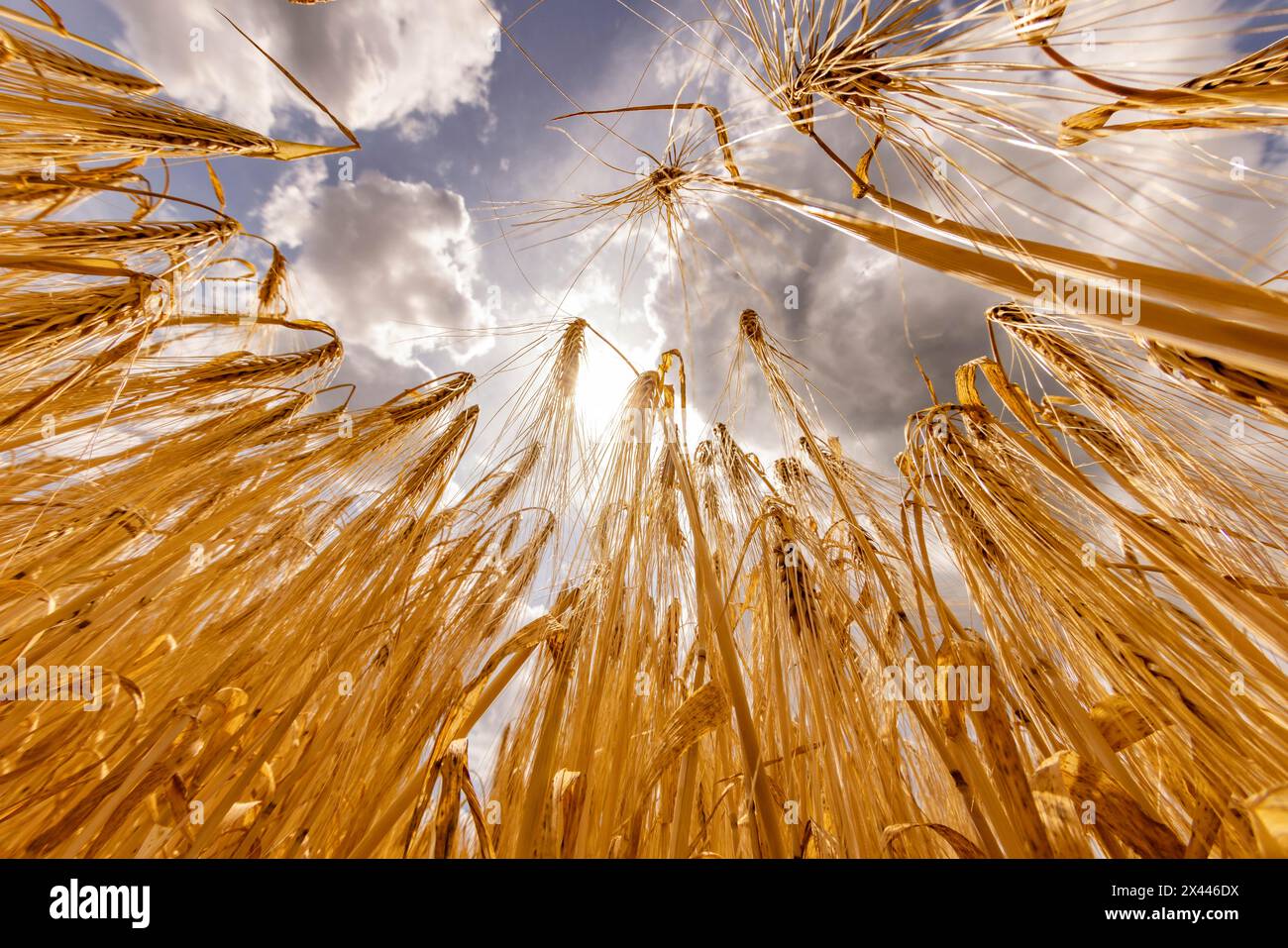 Sun breaking through the grain in a field with Barley and wide blue sky and clouds from a frog's-eye view, Cologne, North Rhine-Westphalia, Germany Stock Photo