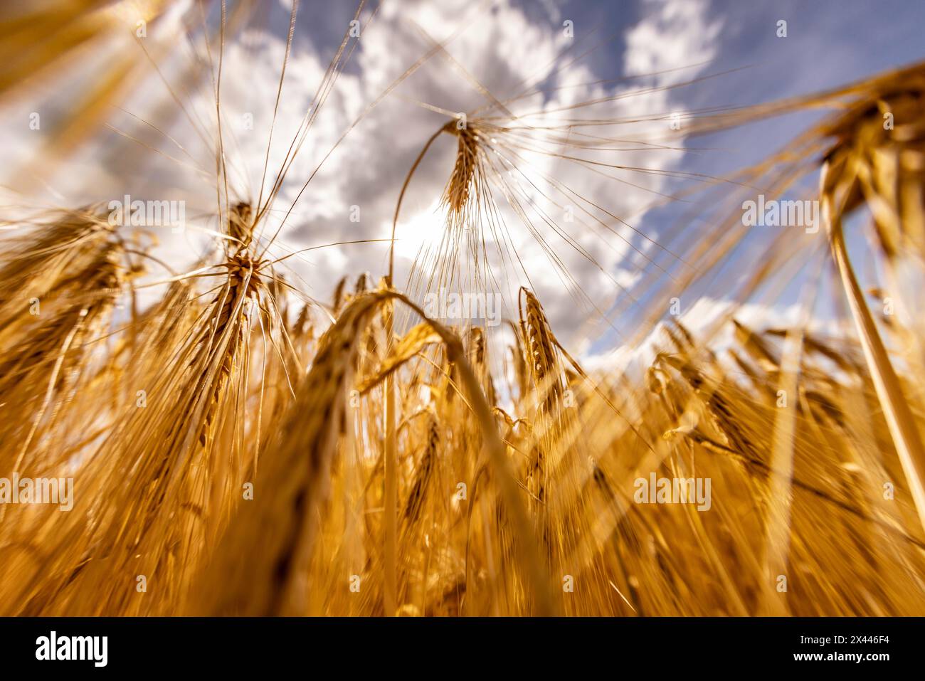 Sun shining through a grain field with Barley under a blue sky with white clouds, Cologne, North Rhine-Westphalia, Germany Stock Photo