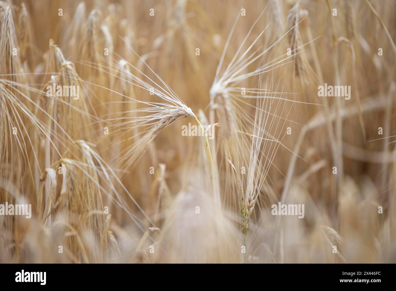 Close-up of individual ripe ears of grain in a field with Barley, Cologne, North Rhine-Westphalia, Germany Stock Photo