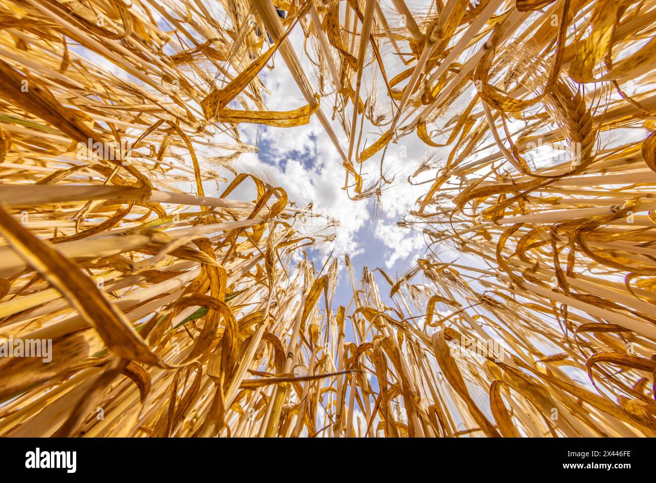 Frog's-eye view through a cornfield with Barley in front of a bright sky with clouds, Cologne, North Rhine-Westphalia, Germany Stock Photo