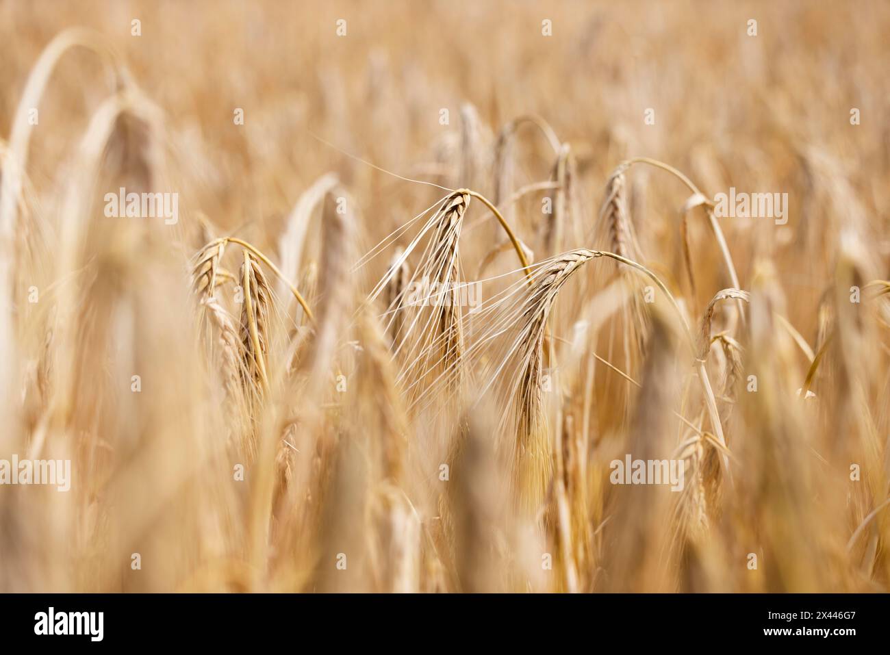 Detailed view of ripe barley ears on a cornfield, Cologne, North Rhine-Westphalia, Germany Stock Photo