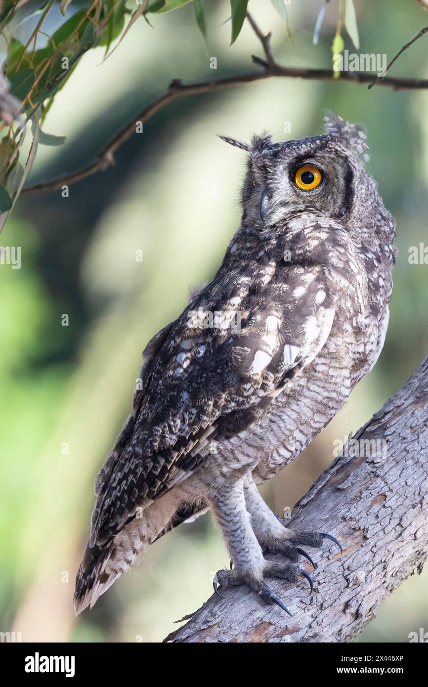 Juvenile Spotted Eagle-Owl (Bubo africanus), African Spotted Eagle-Owl, Velddrif, West Coast, South Africa in Eucalyptus tree Stock Photo