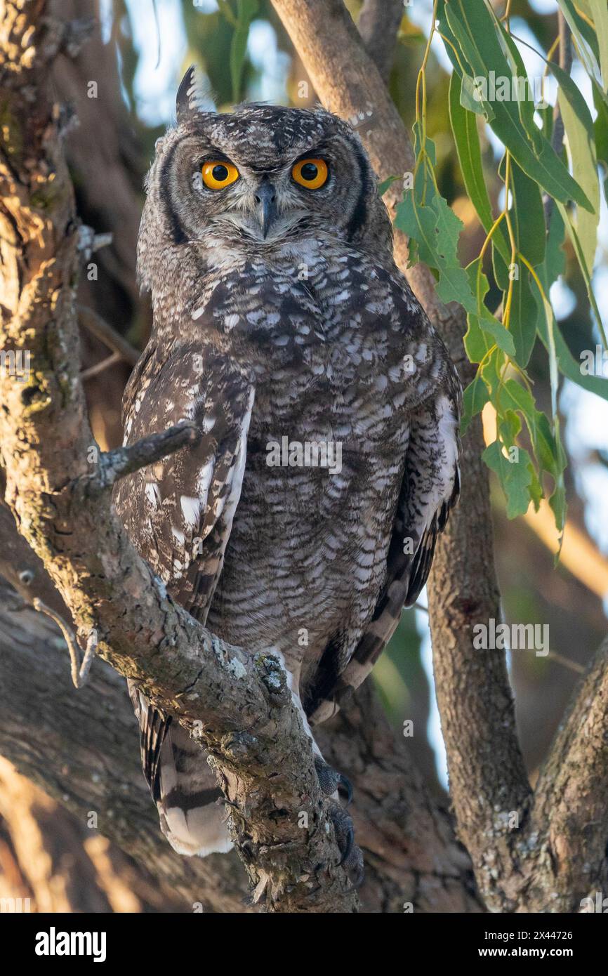 Juvenile Spotted Eagle-Owl (Bubo africanus), African Spotted Eagle-Owl, Velddrif, West Coast, South Africa in Eucalyptus tree Stock Photo