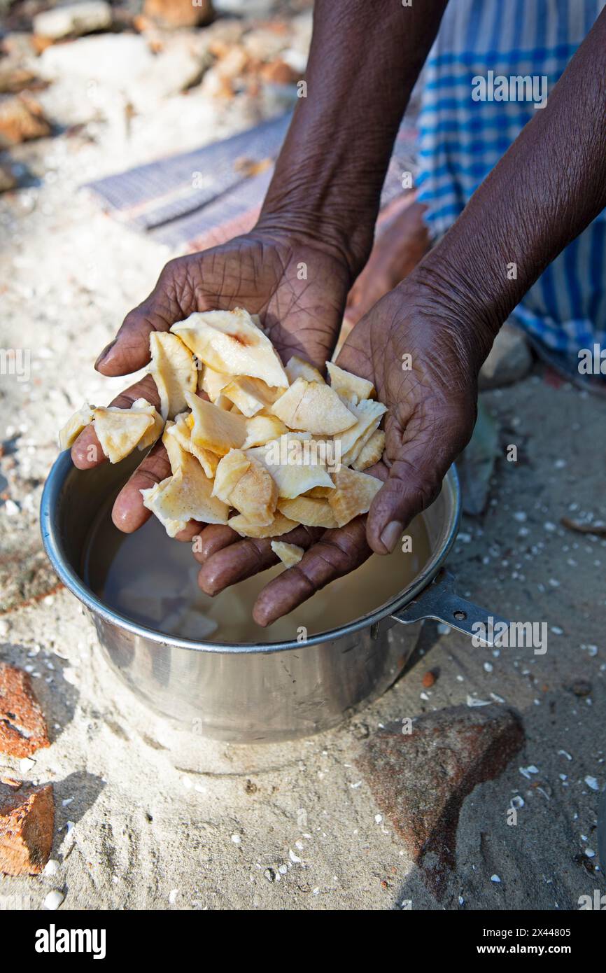 Women's hands showing pieces of manioc root, Kerala, India Stock Photo
