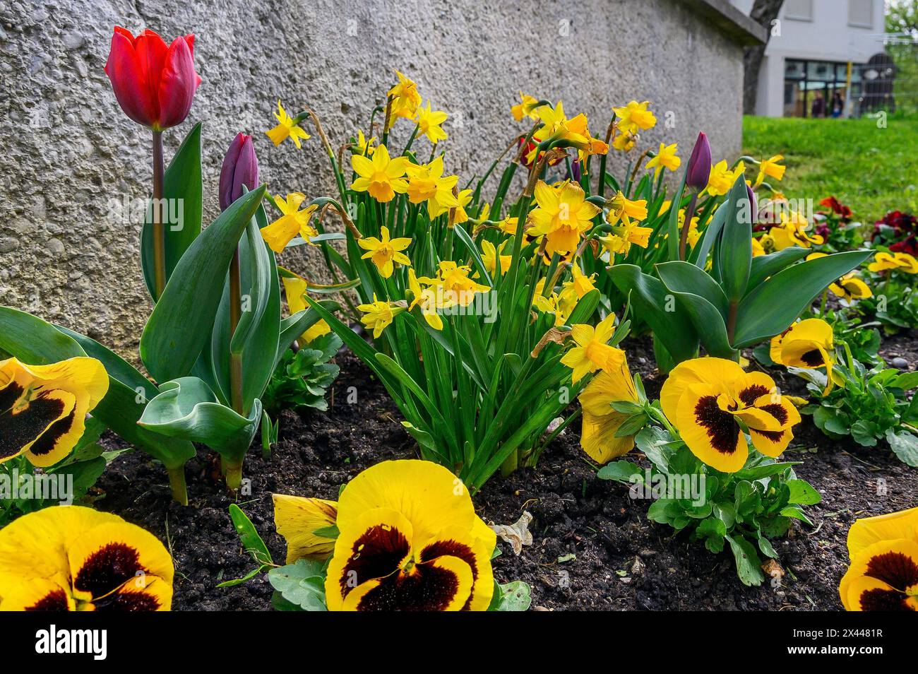 Pansies (Viola x wittrockiana), Tulips (Tulipa), and daffodils (Narcissus), Allgaeu, Swabia, Bavaria, Germany Stock Photo