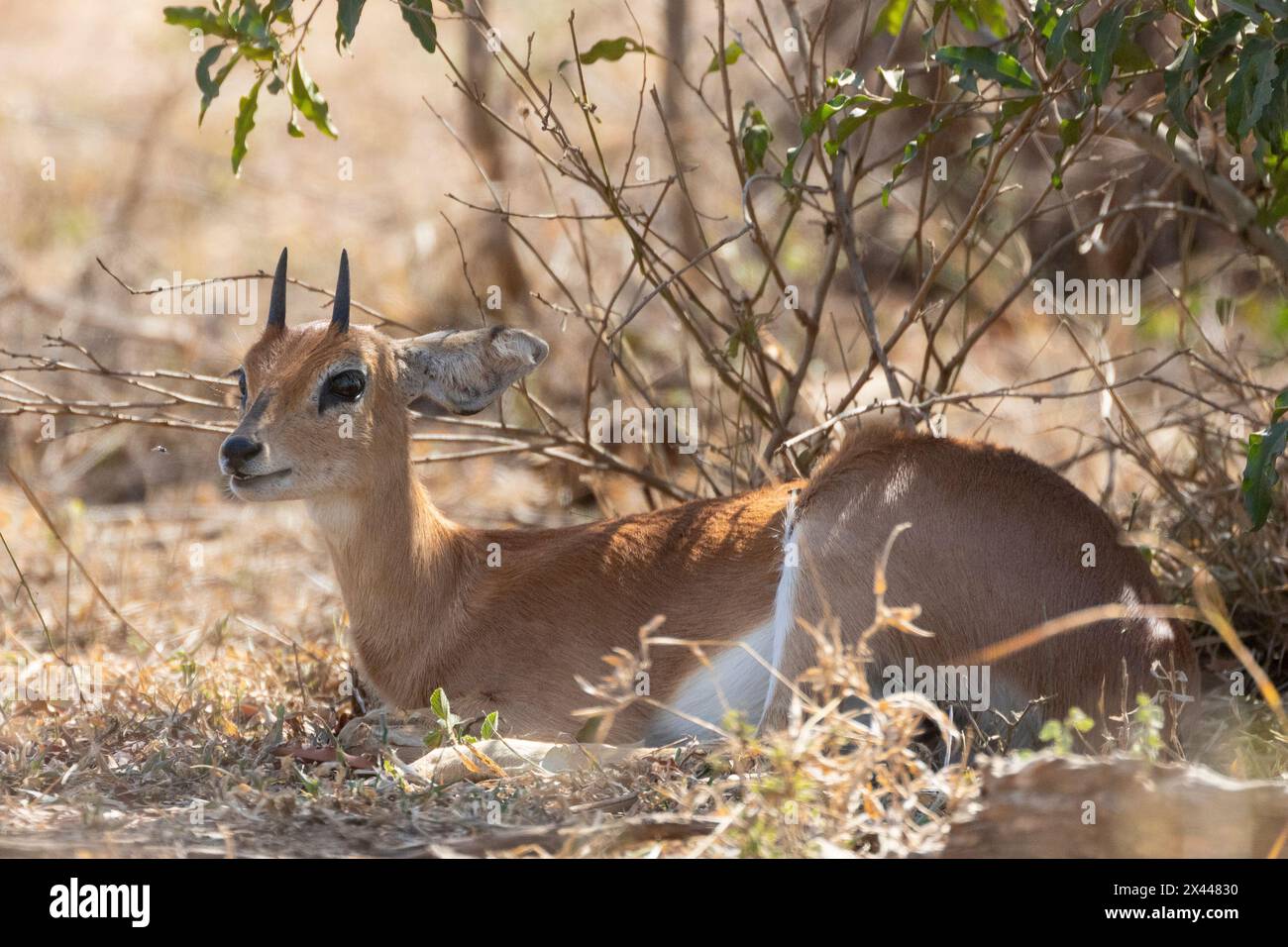 Male Steenbok (Raphicerus campestris) in grassland savannah resting up in shade on a hot day, Limpopo, South Africa Stock Photo