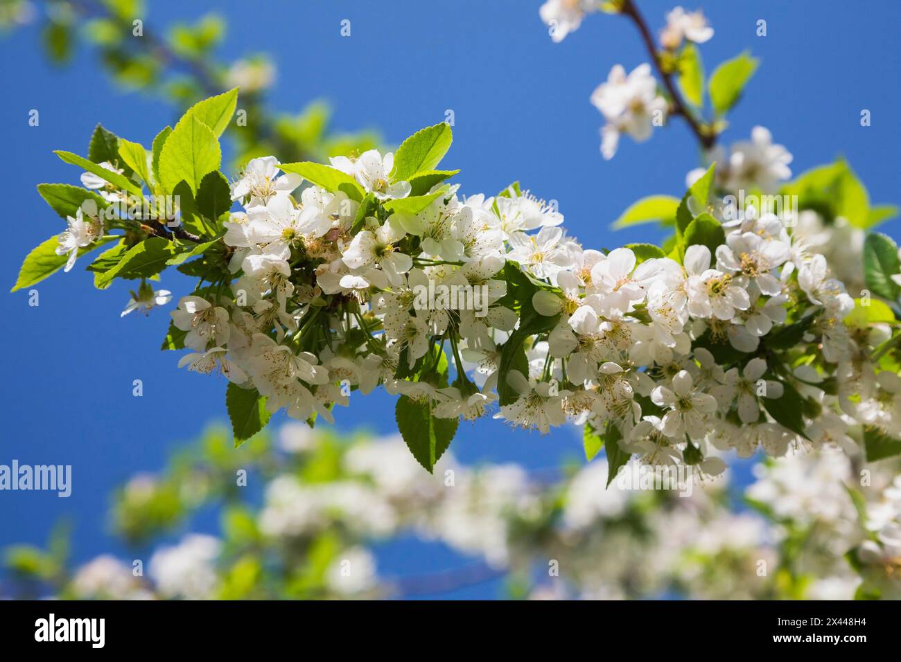 Close-up of white Prunus x eminens 'Crimson Passion', Dwarf sour cherry tree blossoms in spring, Montreal, Quebec, Canada Stock Photo