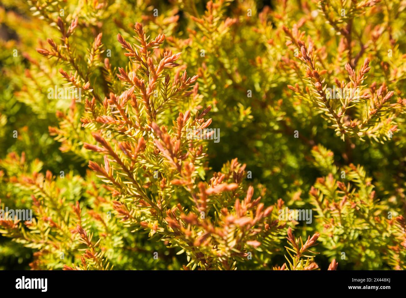 Close-up of orange and green Thuja occiidentalis 'Fire Chief', Eastern White Cedar tree foliage in spring, Montreal, Quebec, Canada Stock Photo