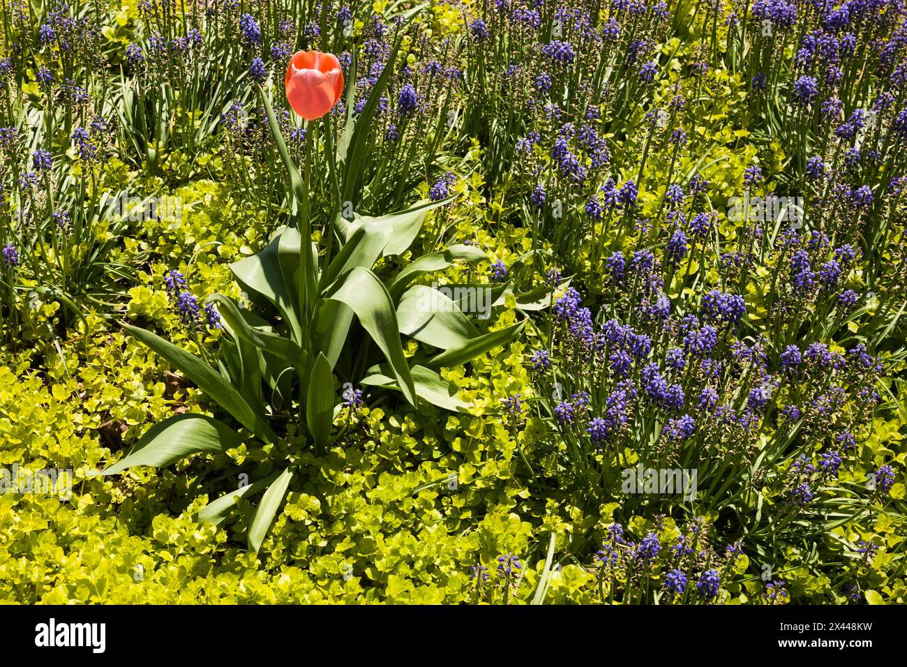 Solitary pink Tulipa, Tulip flower growing in a border with Lysimachia nummularia â€˜Aurea', Golden Creeping â€˜Jenny' plants and blue Muscari Stock Photo