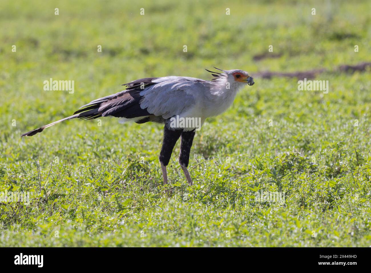 Secretary bird (Sagittarius serpentarius), with Snake, Ngorongoro ...