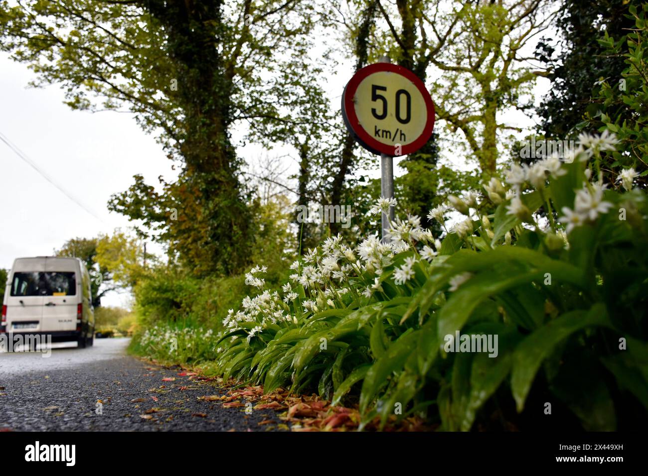 Speed limit sign in rural Ireland. Wid garlic grows on verge in County Donegal. Stock Photo