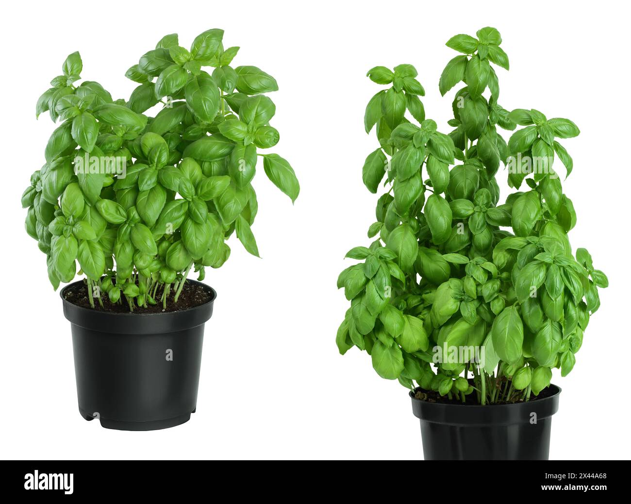 Green fresh basil in pot isolated on white background Stock Photo - Alamy