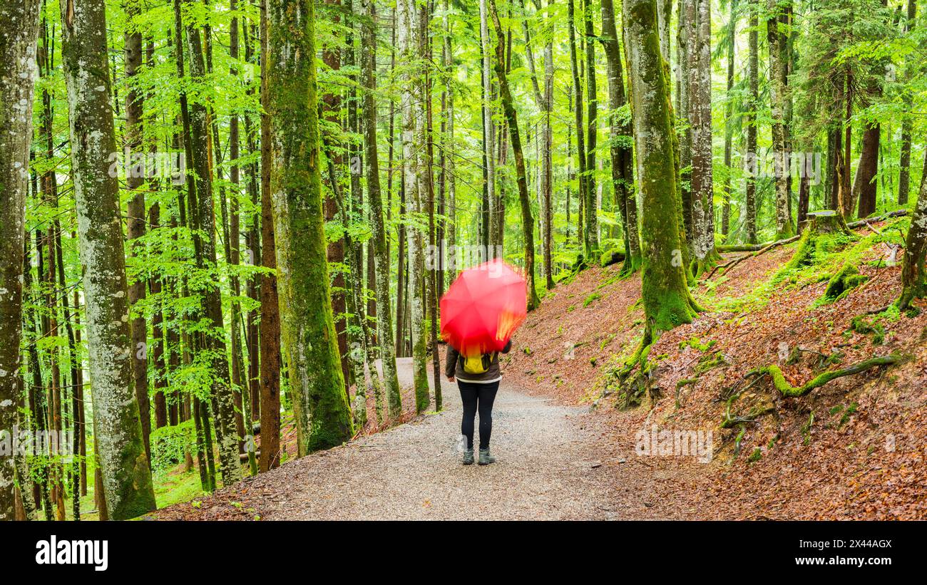 Woman 50-55, hiking trail in the mountain forest, near Oberstdorf, Allgaeu, Bavaria, Germany Stock Photo