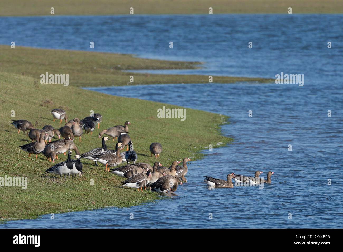 Greater white-fronted goose (Anser albifrons) and barnacle goose (Branta leucopsis), mixed group on the shore, drinking, Bislicher Insel, Xanten Stock Photo