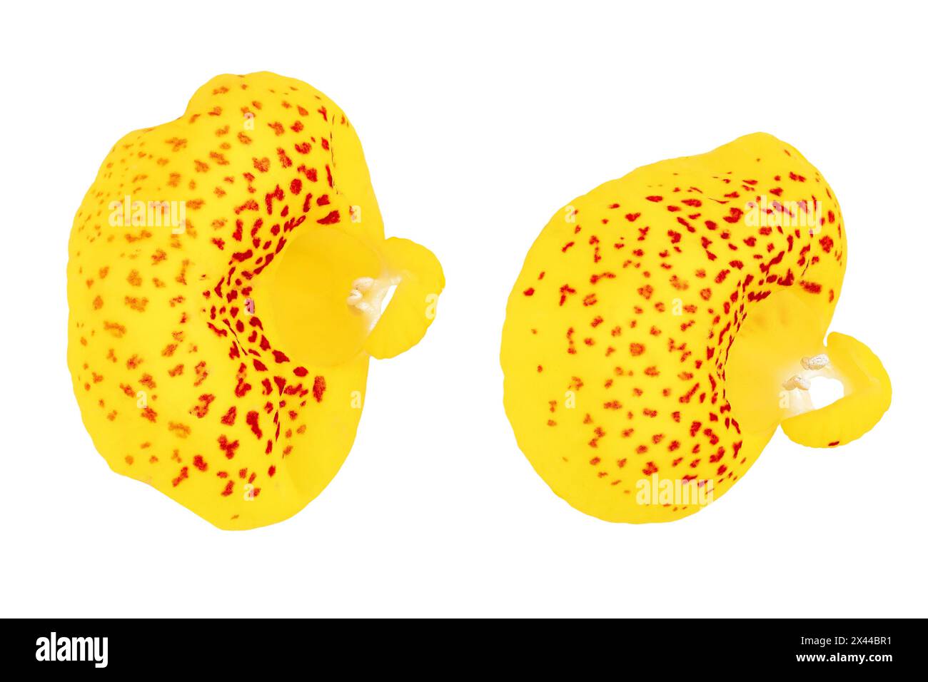 Calceolaria flower isolated on white background. Top view. Flat lay Stock Photo