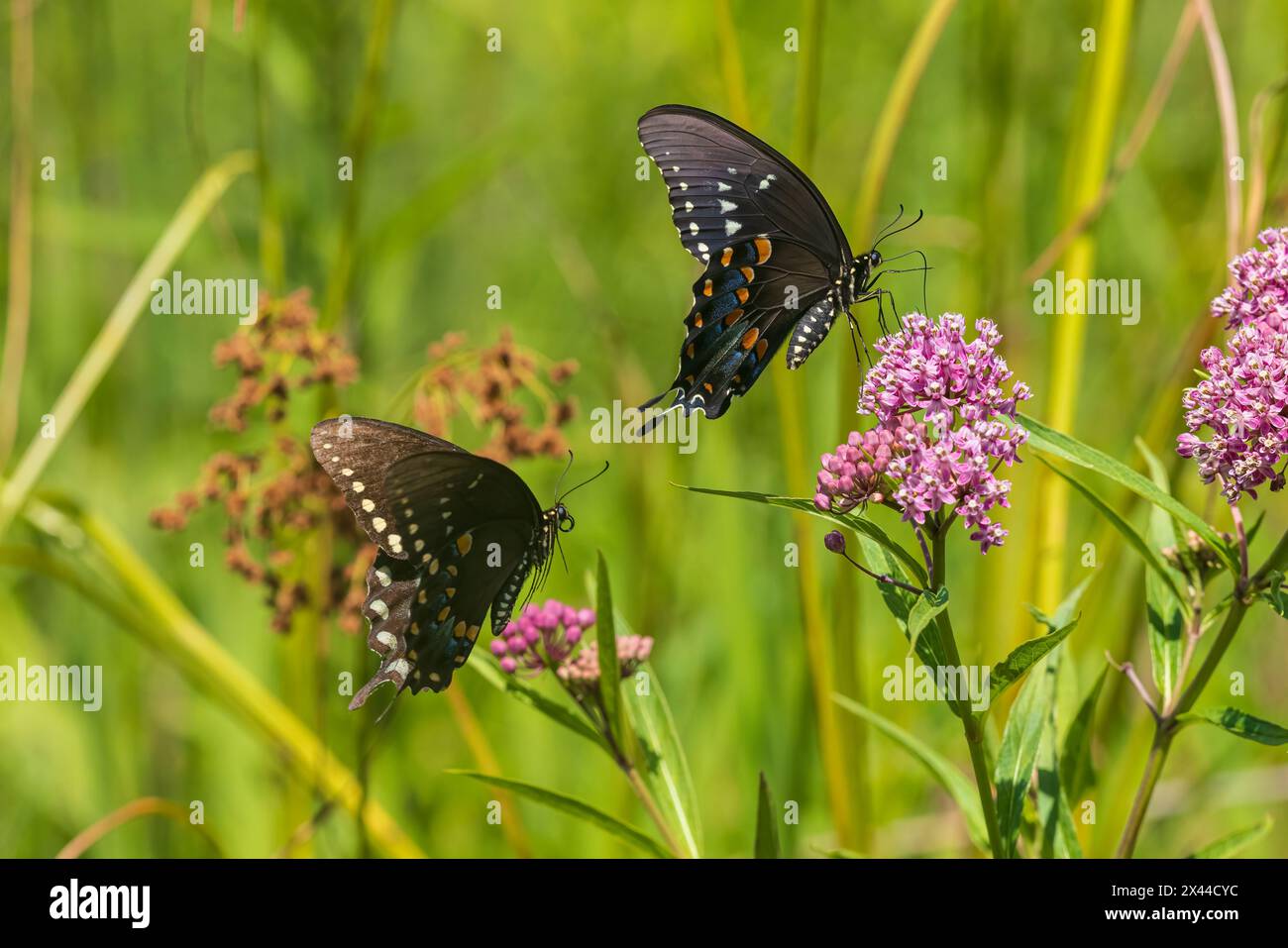 Spicebush Swallowtail male and female courtship on Swamp Milkweed, Marion County, Illinois. (Editorial Use Only) Stock Photo