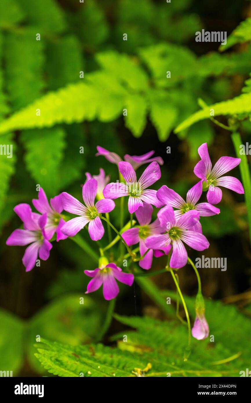 Louisiana wildflowers hi-res stock photography and images - Alamy
