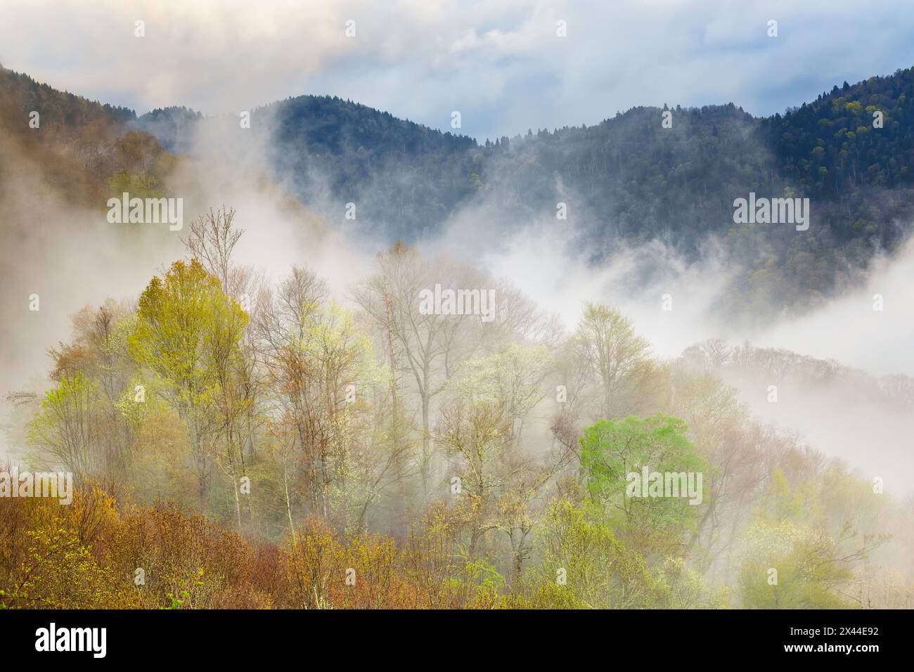 Mist rising from tapestry of blooming trees in spring, Great Smoky ...