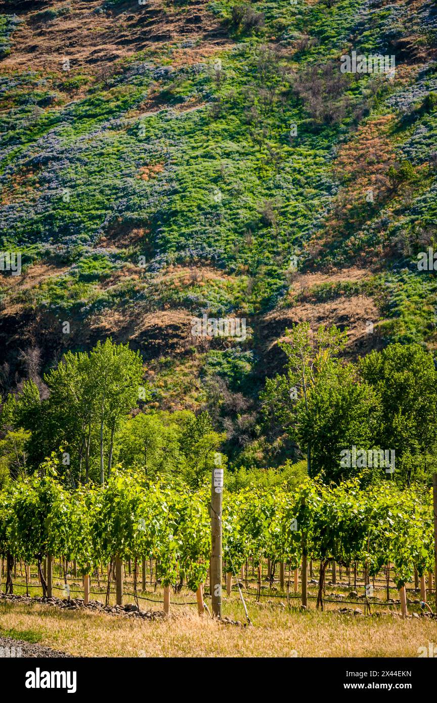 Vinyard Rocks USA, Oregon, Milton-Freewater. Resurgent Vineyard is part of the ...