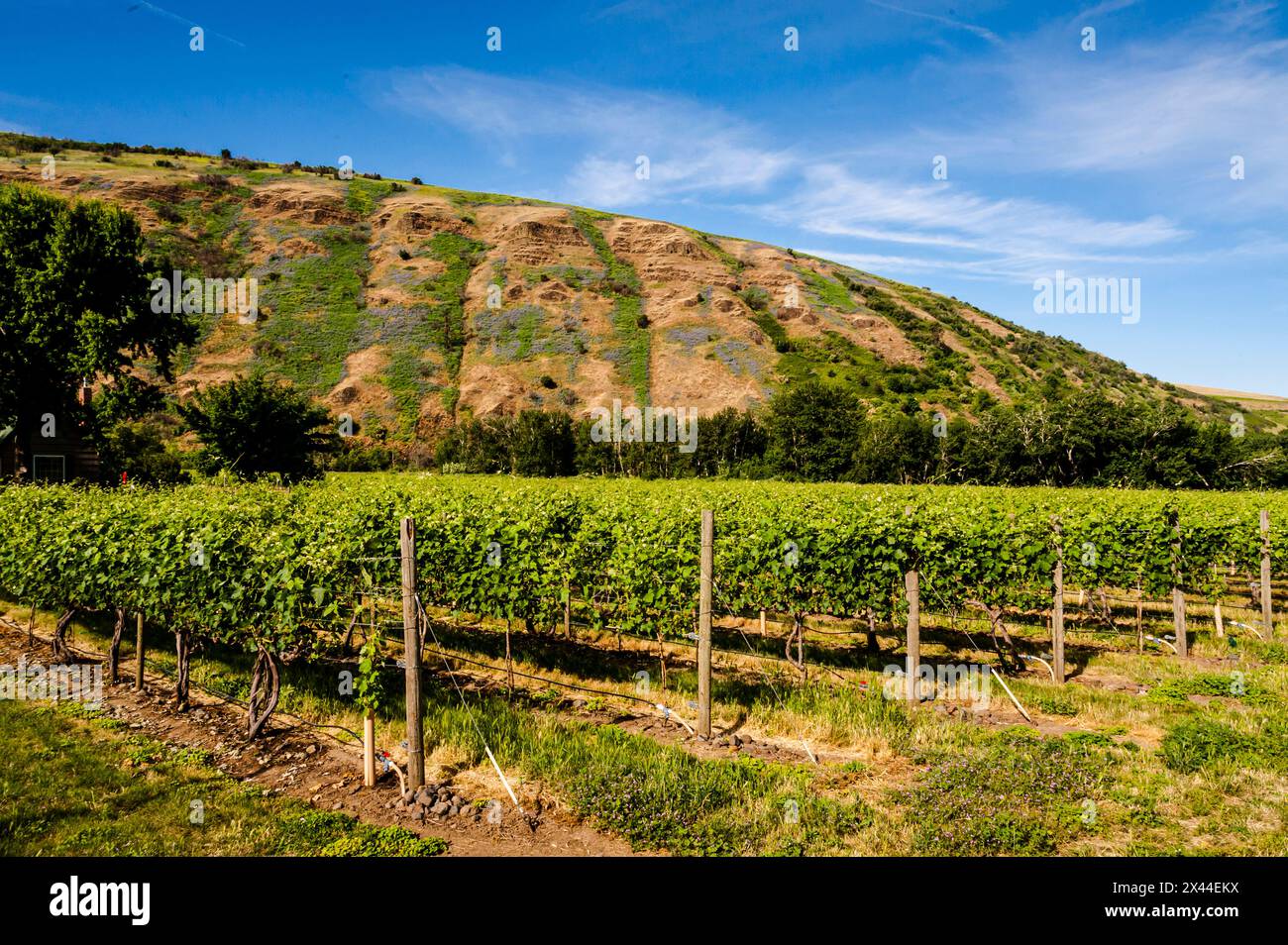 USA, Oregon, MiltonFreewater. Resurgent Vineyard is part of the