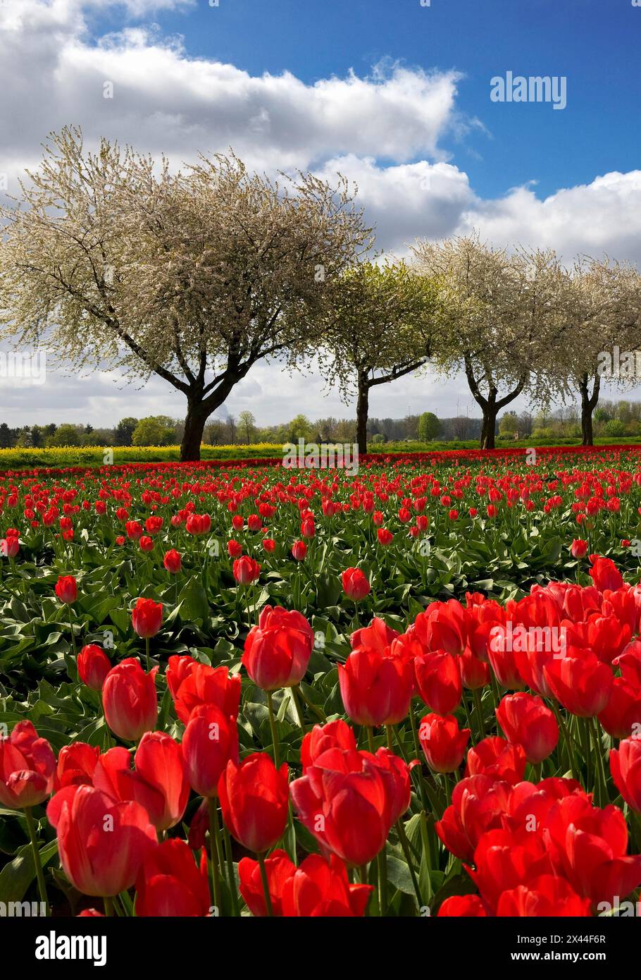 Tulip field in front of blossoming fruit trees, Grevenbroich, Lower Rhine, North Rhine-Westphalia, Germany Stock Photo