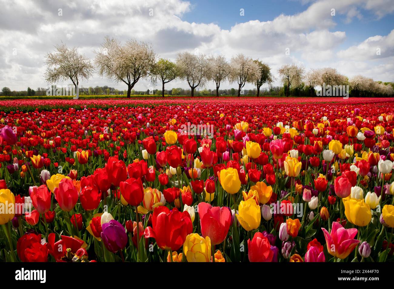 Splendid mixture on the tulip field in front of blossoming fruit trees, Grevenbroich, Lower Rhine, North Rhine-Westphalia, Germany Stock Photo