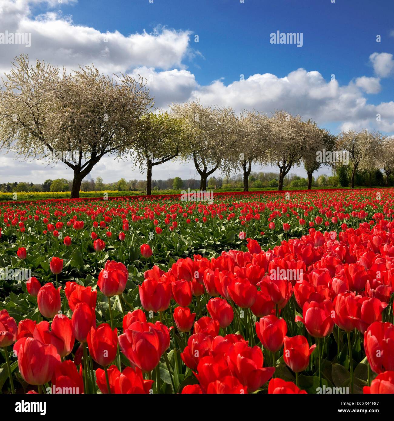 Tulip field in front of blossoming fruit trees, Grevenbroich, Lower Rhine, North Rhine-Westphalia, Germany Stock Photo