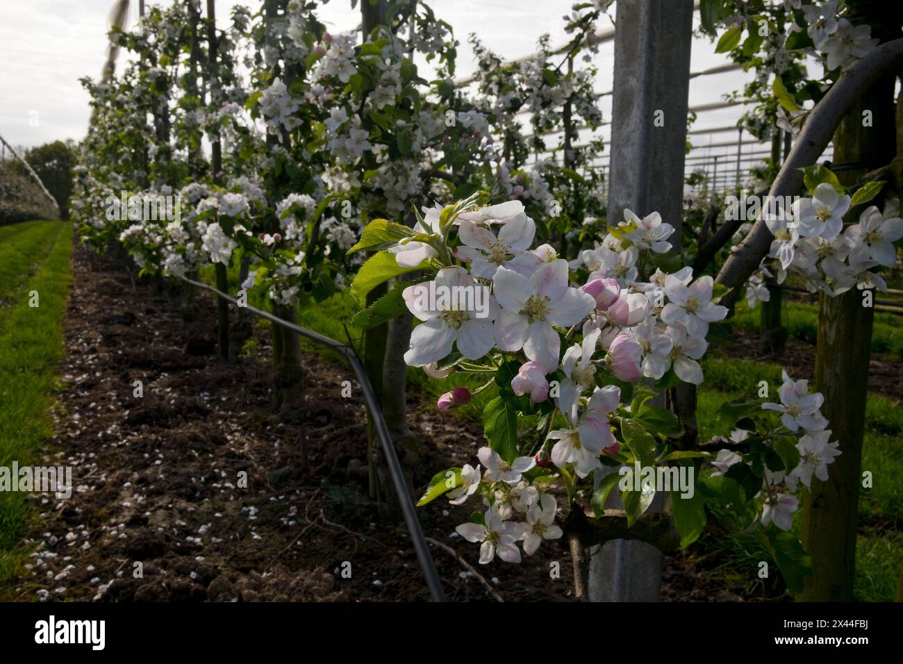 Apple blossom, low-stemmed fruit variety in monoculture, orchard, Neuss, Lower Rhine, North Rhine-Westphalia, Germany Stock Photo