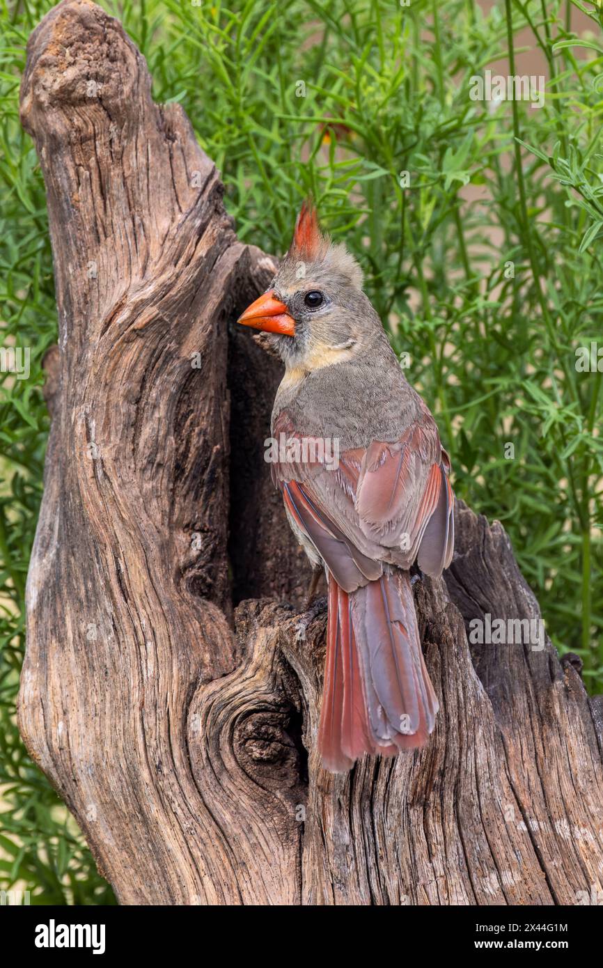 Female Northern Cardinal, Rio Grande Valley, Texas Stock Photo