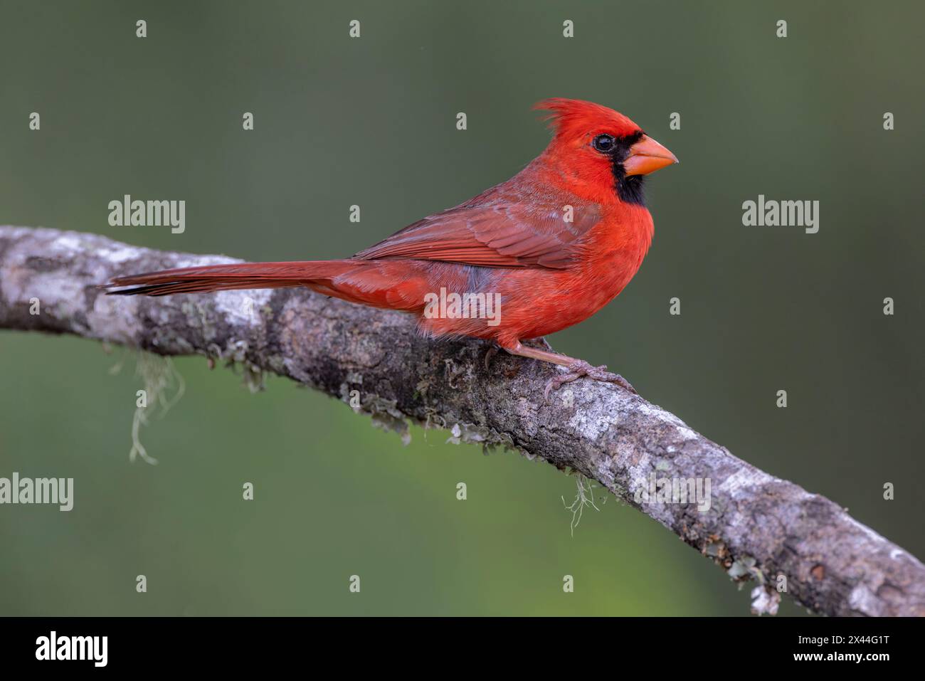 Male Northern Cardinal Cardinalis cardinals, Rio Grande Valley, Texas Stock Photo