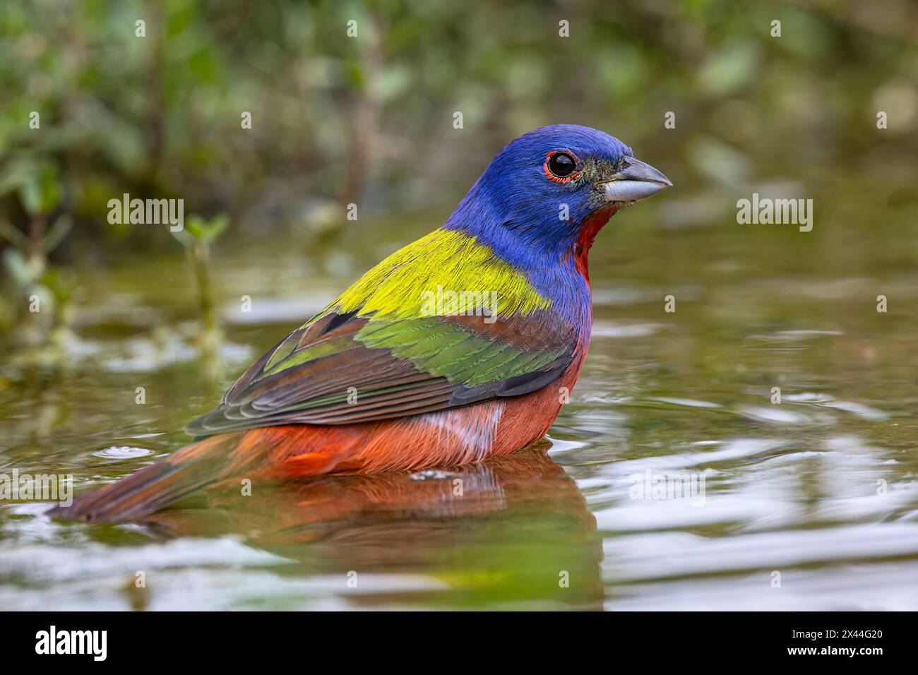 Painted bunting bathing, Rio Grande Valley, Texas Stock Photo