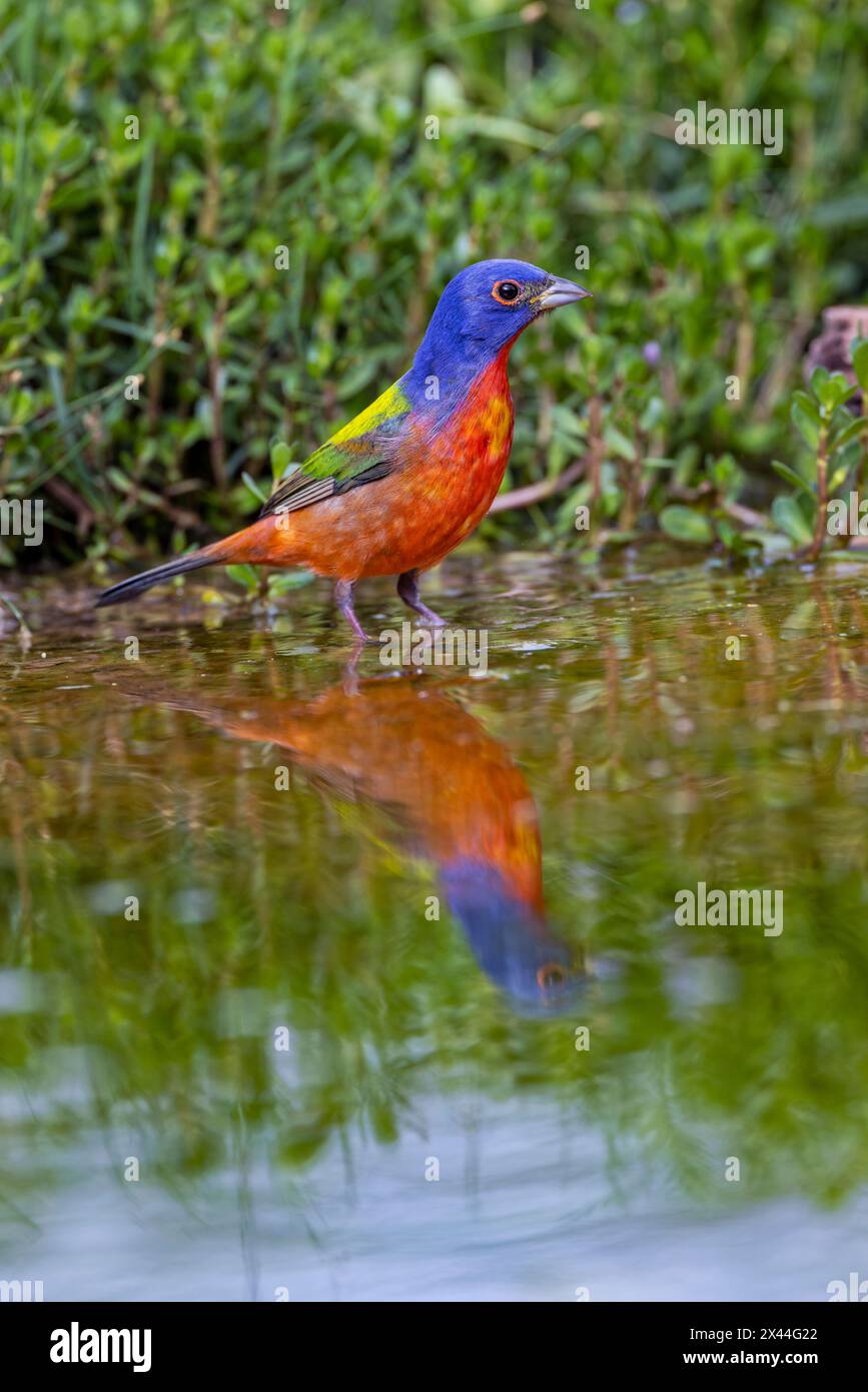 Painted bunting bathing, Rio Grande Valley, Texas Stock Photo
