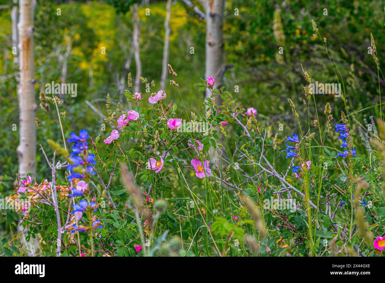 Assorted wildflowers in Manti-LaSalle National Forest. Stock Photo
