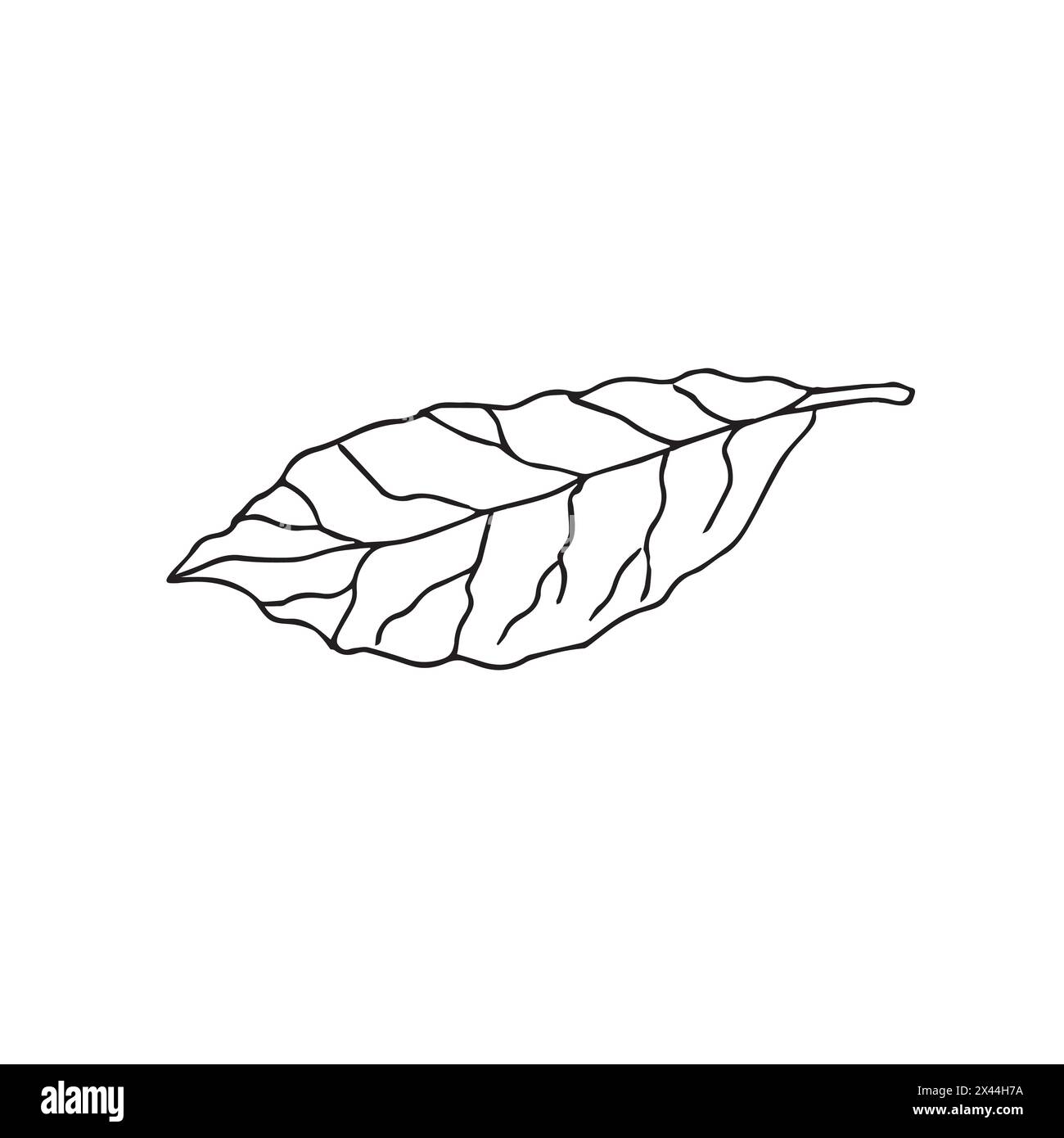 Vector hand drawn doodle sketch bay leaf Stock Vector Image & Art - Alamy