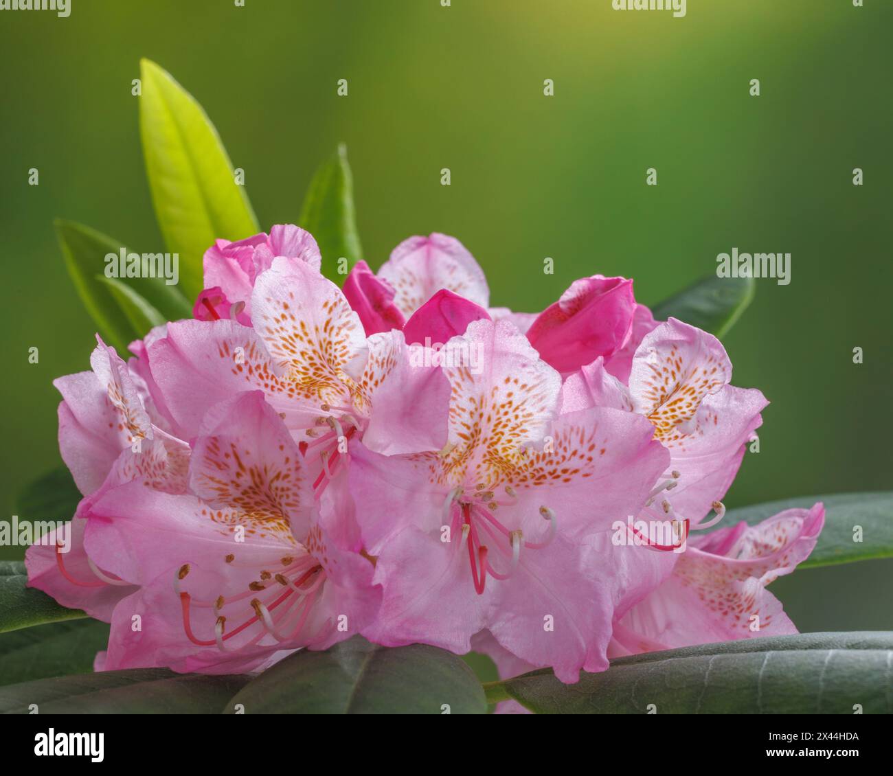 USA, Washington State, Seabeck. Pacific Rhododendron flowers close-up. Stock Photo
