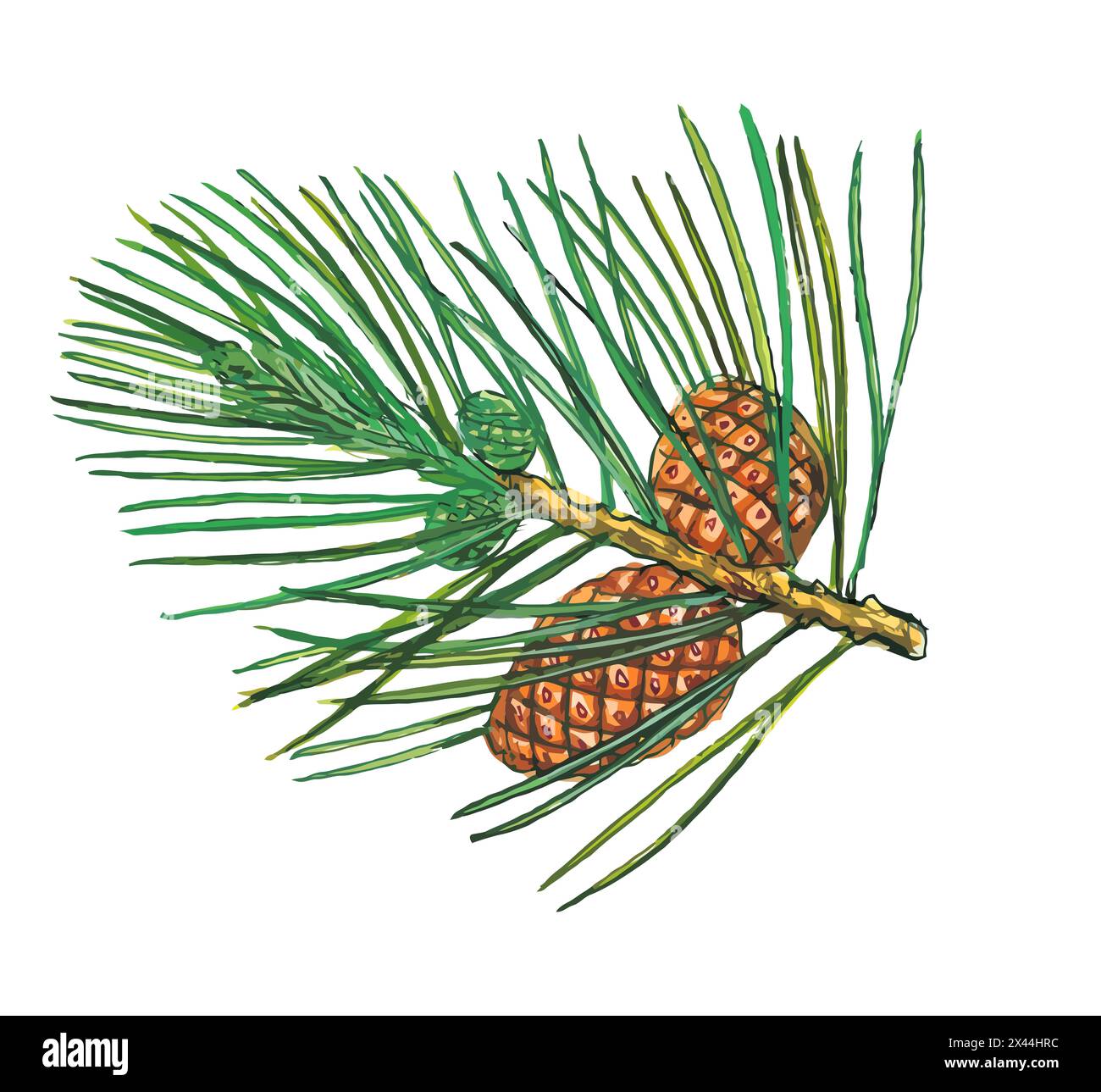 Illustration of Pine cone with branch isolated on white background ...