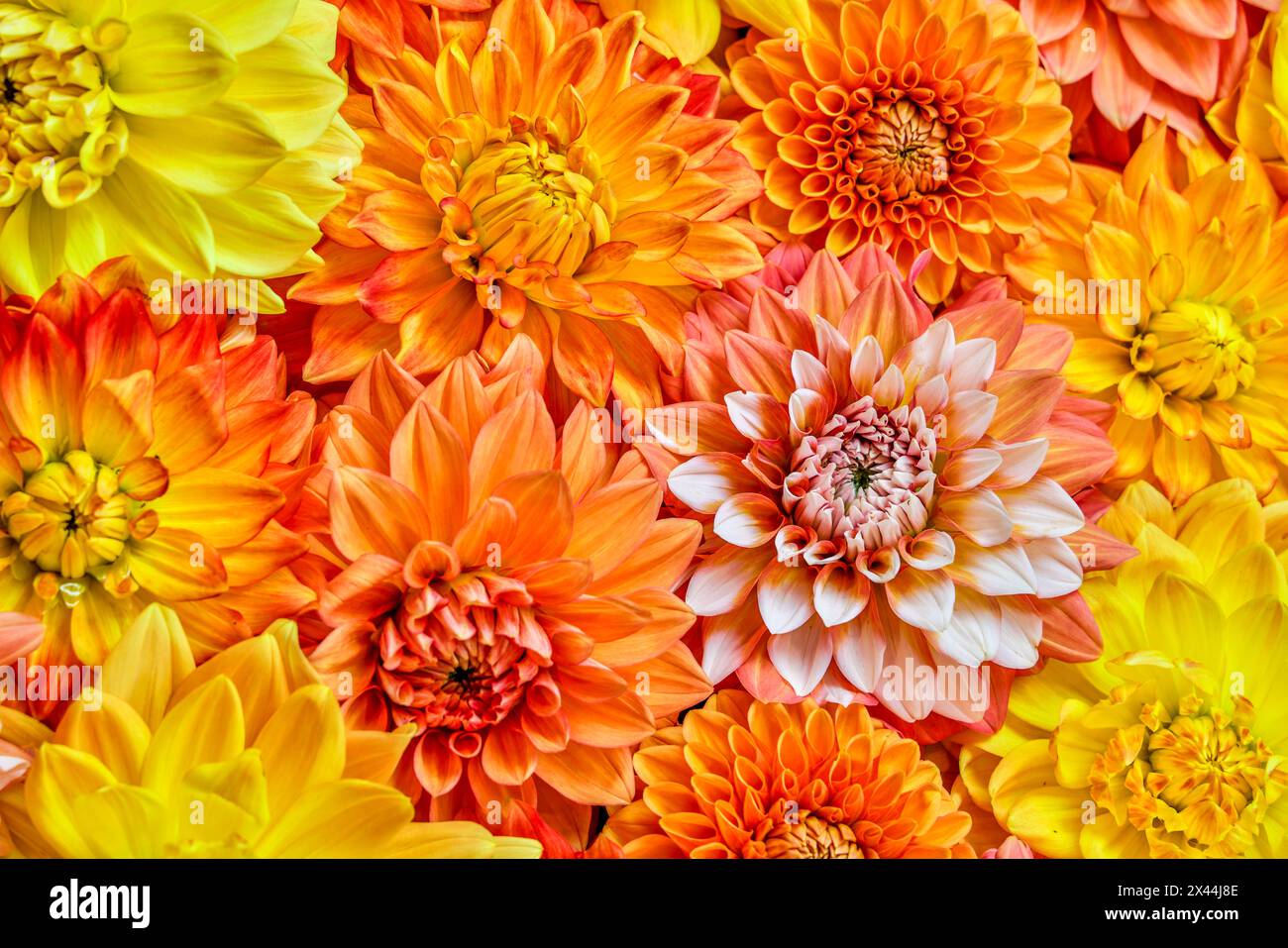 USA, Washington State, Issaquah. Dahlias on display Stock Photo