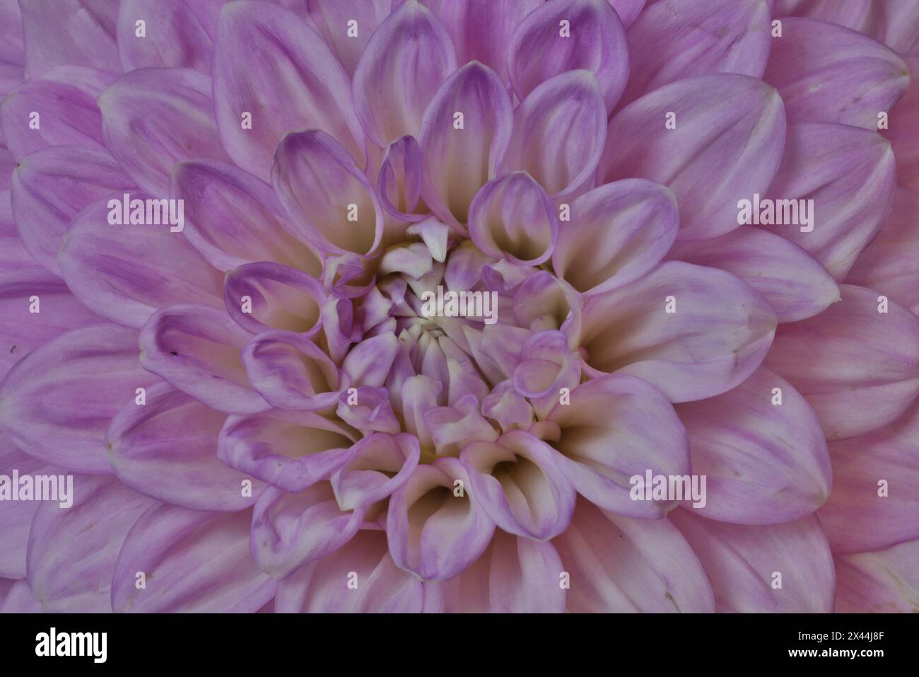 USA, Washington State, Issaquah. Dahlias on display Stock Photo