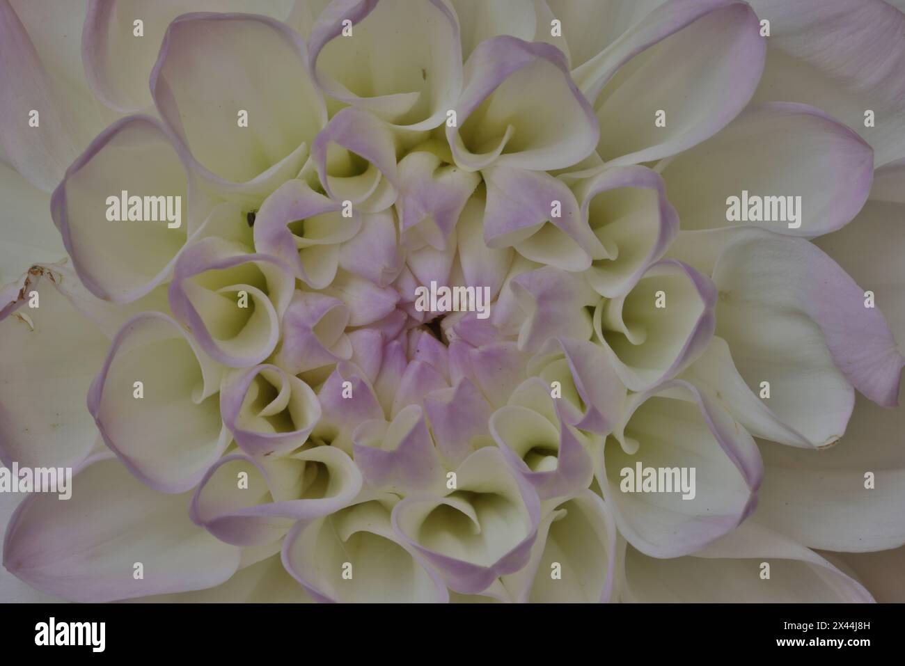 USA, Washington State, Issaquah. Dahlias on display Stock Photo
