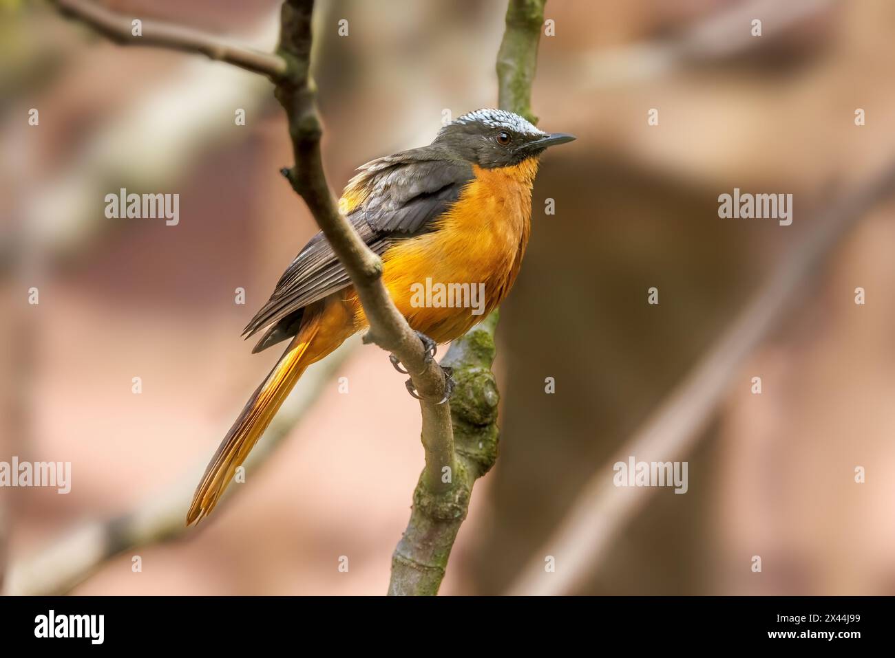 A white-crowned robin-chat, a terrestrial and non-migratory bird endemic to Africa and found in dry savannah and subtropical or tropical moist shrubla Stock Photo