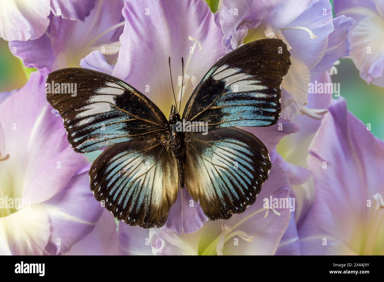 USA, Washington State, Issaquah. Butterfly on flowers Stock Photo
