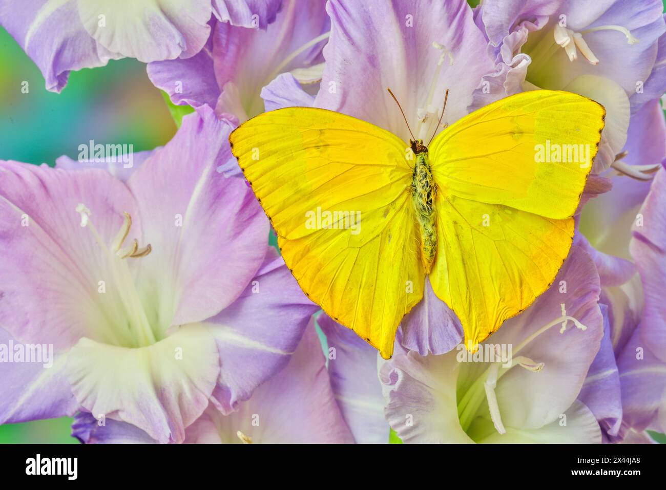 USA, Washington State, Issaquah. Butterfly on flowers Stock Photo