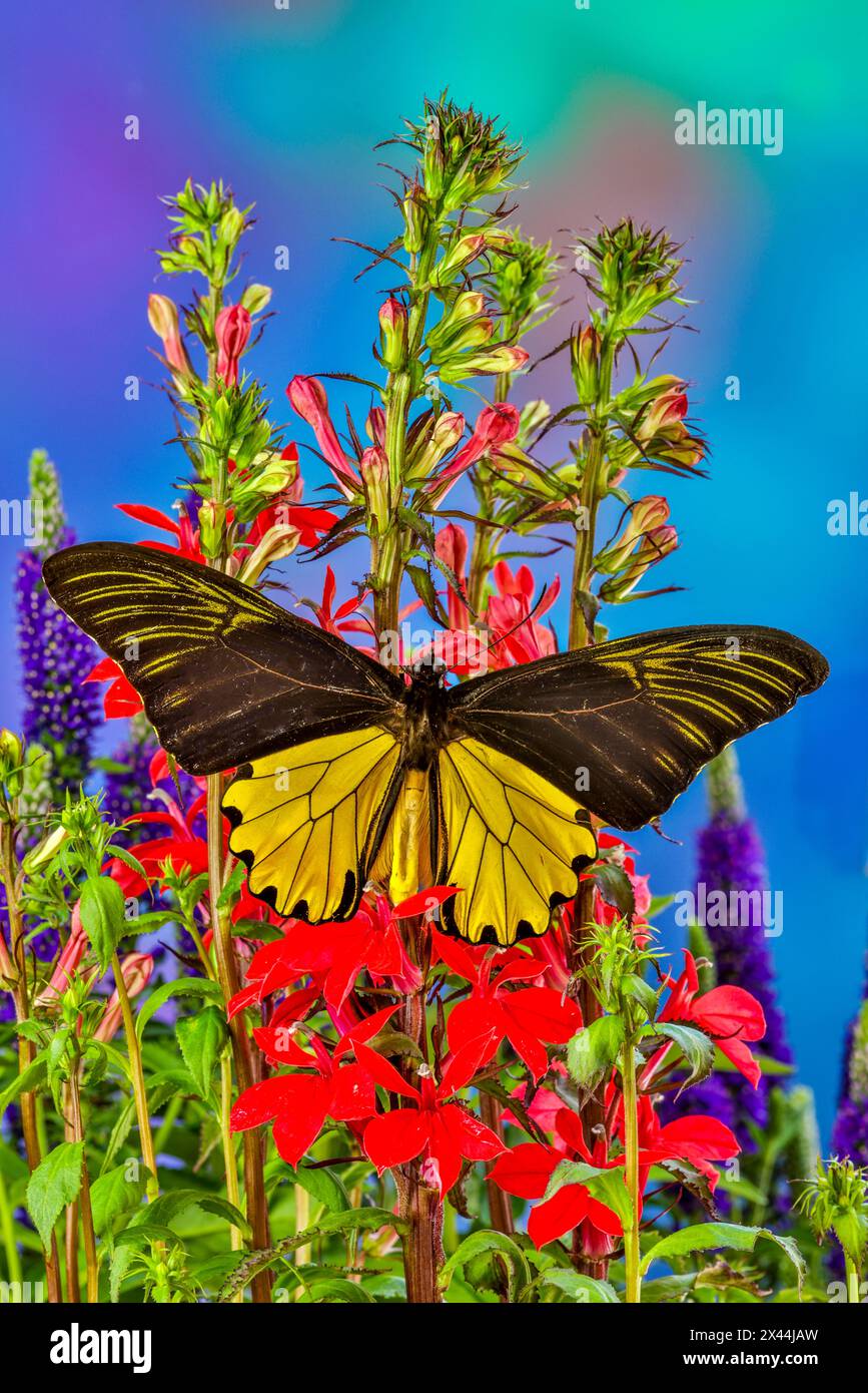 USA, Washington State, Issaquah. Butterfly on flowers Stock Photo