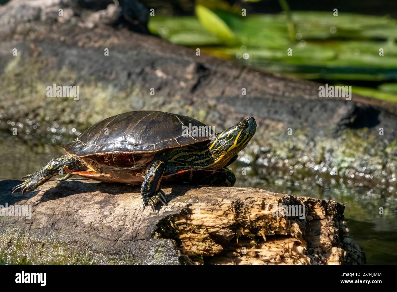 Issaquah, Washington State, USA. Painted turtle sunning on a log. Stock Photo