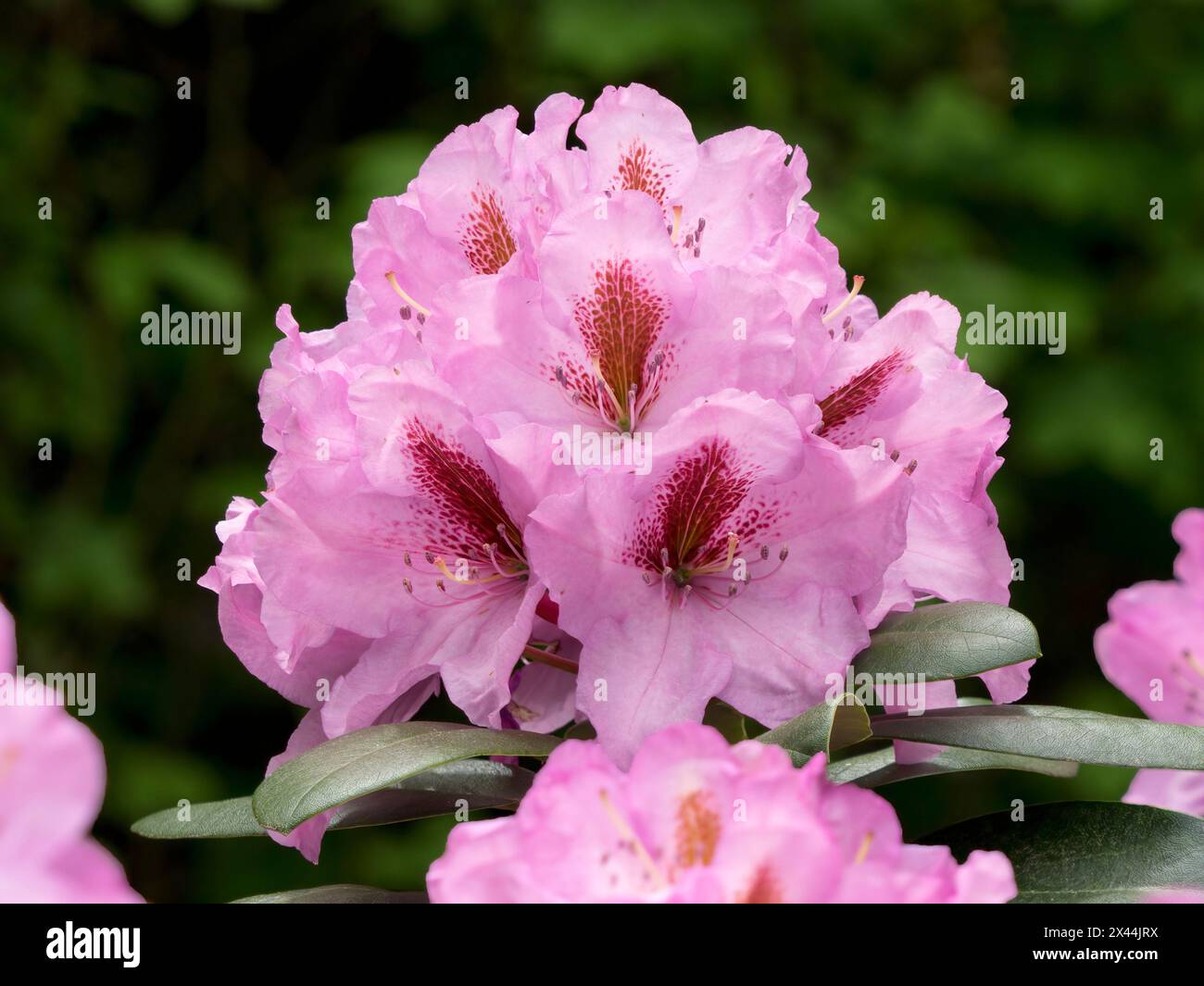 USA, Washington State. Rhododendron flower Stock Photo - Alamy