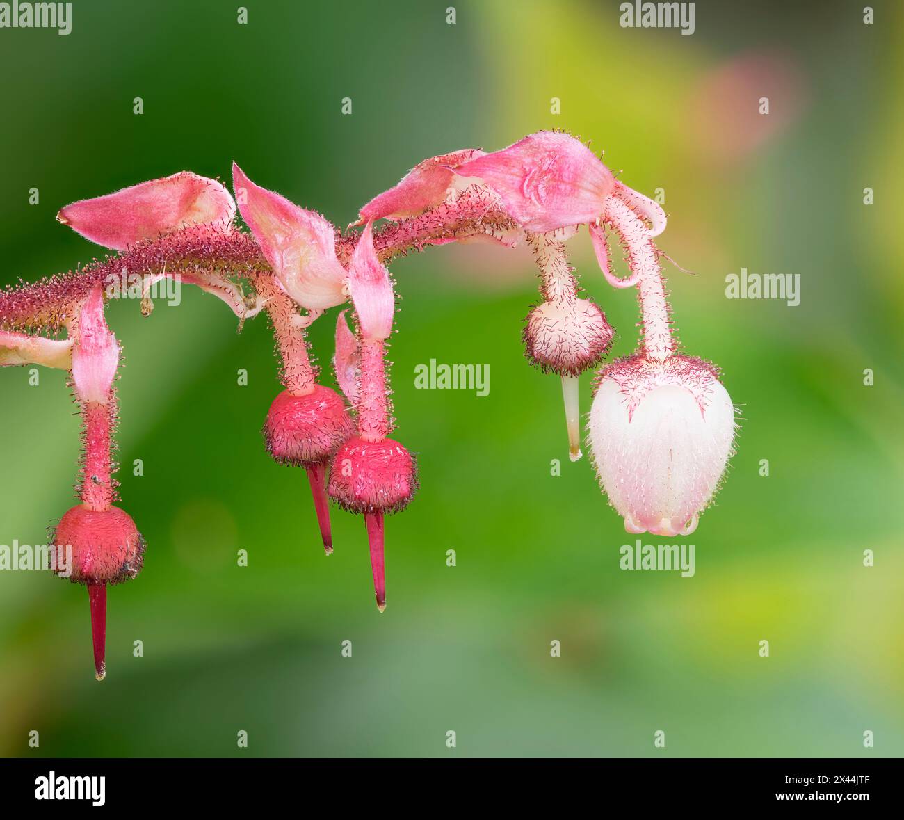 Shallon Spring Gaultheria shallon salal spring hi-res stock photography and images - Alamy
