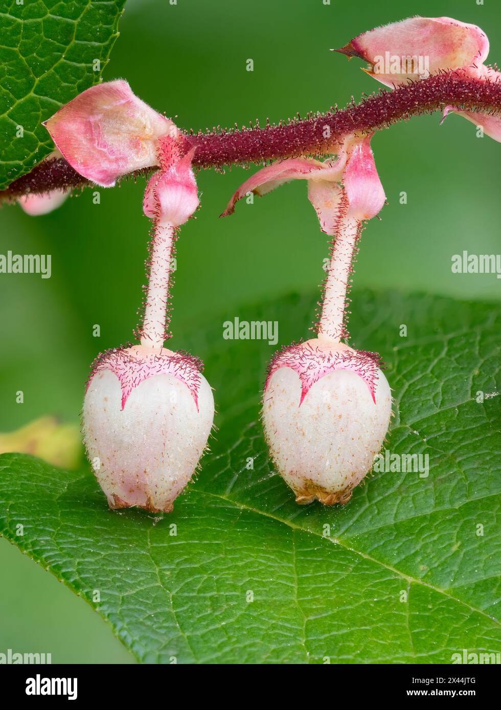 Shallon Spring Gaultheria shallon salal spring hi-res stock photography and images - Alamy