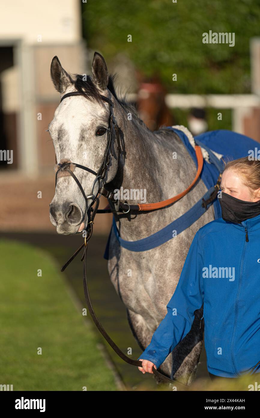 Fifth race at Wincanton - handicap steeple chase, Thursday, January ...